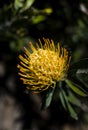 Yellow protea bloom on a tree Royalty Free Stock Photo