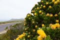 Yellow protea flower near the road Royalty Free Stock Photo