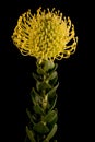 Yellow Protea Pincushion Royalty Free Stock Photo