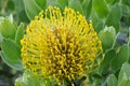 Yellow protea pincushion Royalty Free Stock Photo