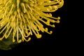 Yellow Protea Pincushion Abstract Top Royalty Free Stock Photo