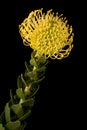 Yellow Protea Pincushion Diagonal Royalty Free Stock Photo