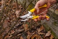 Yellow pruning shears in the hand of the gardener. Early spring and late autumn are the time to prun the bushes in the garden Royalty Free Stock Photo