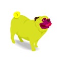 Yellow pug dog stick out tongue Royalty Free Stock Photo