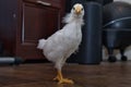 Yellow pullet chicken indoors looking at camera goofy looking