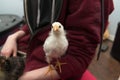 Yellow pullet chicken indoors looking at camera sitting on arm