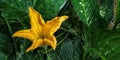 Yellow pumkin flower blossoms in the middle green leafs Royalty Free Stock Photo