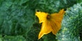 Yellow pumkin flower blossoms in the middle green leafs Royalty Free Stock Photo