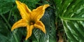 Yellow pumkin flower blossoms in the middle green leafs Royalty Free Stock Photo