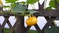 A yellow pumkin in the gardens Royalty Free Stock Photo