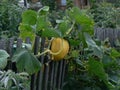 Yellow pumkin with leaves on a fence Royalty Free Stock Photo