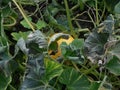 Yellow pumkin and leaves Royalty Free Stock Photo