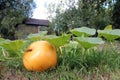 Yellow Pumpkin