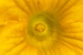 Yellow pumpkin bud. Macro of a yellow flower. Closeup of a yellow flower Royalty Free Stock Photo