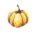 Yellow pumpkin close-up isolated on white background. Hand drawn watercolor illustration. Product design on the theme of