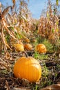 Yellow pumpkin field ready for harvest. Selective focus Royalty Free Stock Photo