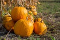 Yellow pumpkin field ready for harvest. Selective focus Royalty Free Stock Photo