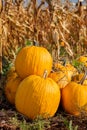 Yellow pumpkin field ready for harvest. Selective focus Royalty Free Stock Photo