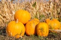Yellow pumpkin field ready for harvest. Selective focus Royalty Free Stock Photo