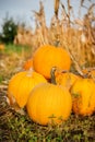 Yellow pumpkin field ready for harvest. Selective focus Royalty Free Stock Photo