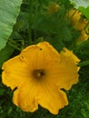 Yellow pumpkin flower and a bee Royalty Free Stock Photo