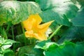 Yellow pumpkin flower close up on a background of green leaves Royalty Free Stock Photo