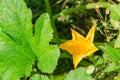 Yellow pumpkin flower close up on a background of green leaves Royalty Free Stock Photo