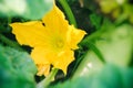 Yellow pumpkin flower close up on a background of green leaves Royalty Free Stock Photo