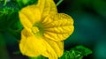 Yellow pumpkin flower