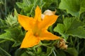 Yellow pumpkin flower in garden. Blooming yellow pumpkin flower and green leaves Royalty Free Stock Photo