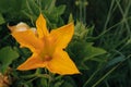 Yellow pumpkin flower in garden. Blooming yellow pumpkin flower and green leaves Royalty Free Stock Photo