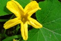 Yellow pumpkin flower on green leaves background Royalty Free Stock Photo