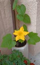 Yellow pumpkin flowers and green leaves in the pot gardening, spring and summer time Royalty Free Stock Photo