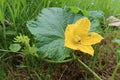 Yellow pumpkin flower, green plant garden, Honey bee flying to find honey and pollen from Pumpkin flower Royalty Free Stock Photo