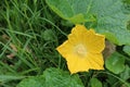 Yellow pumpkin flower, green plant garden, Honey bee flying to find honey and pollen from Pumpkin flower Royalty Free Stock Photo