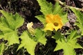 Yellow pumpkin flower growing in the garden. Top view Royalty Free Stock Photo