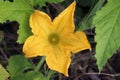 Yellow pumpkin flower growing in the garden. Top view Royalty Free Stock Photo