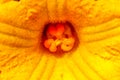 Yellow pumpkin flower