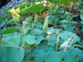 Yellow pumpkin flower with large pumpkin leaves in garden Royalty Free Stock Photo