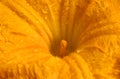 Yellow pumpkin flower pollen closeup with water drops Royalty Free Stock Photo