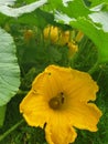 Yellow pumpkin flower with a small bee Royalty Free Stock Photo