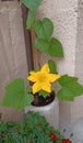 Yellow pumpkin flowers and green leaves growing in the pot gardening, spring and summer time Royalty Free Stock Photo