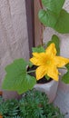 Yellow pumpkin flowers and green leaves growing in the pot gardening, spring and summer time Royalty Free Stock Photo
