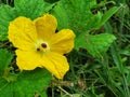 Yellow pumpkin flowers in Thailand use sour curry as a food that is beneficial to the body. Royalty Free Stock Photo