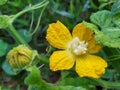 Yellow pumpkin flowers in Thailand use sour curry as a food that is beneficial to the body. Royalty Free Stock Photo