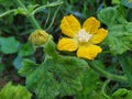 Yellow pumpkin flowers in Thailand use sour curry as a food that is beneficial to the body. Royalty Free Stock Photo