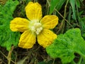 Yellow pumpkin flowers in Thailand use sour curry as a food that is beneficial to the body. Royalty Free Stock Photo