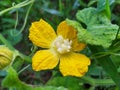 Yellow pumpkin flowers in Thailand use sour curry as a food that is beneficial to the body. Royalty Free Stock Photo