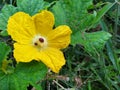 Yellow pumpkin flowers in Thailand use sour curry as a food that is beneficial to the body. Royalty Free Stock Photo