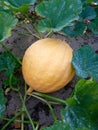 A pumpkin growing in a farm on a vine Royalty Free Stock Photo